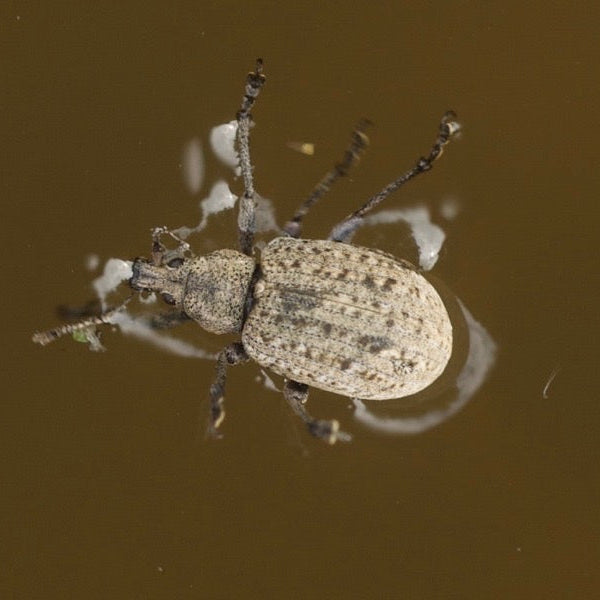 Top Tips: Beetlemania! Top beetle fly patterns and fishing tips