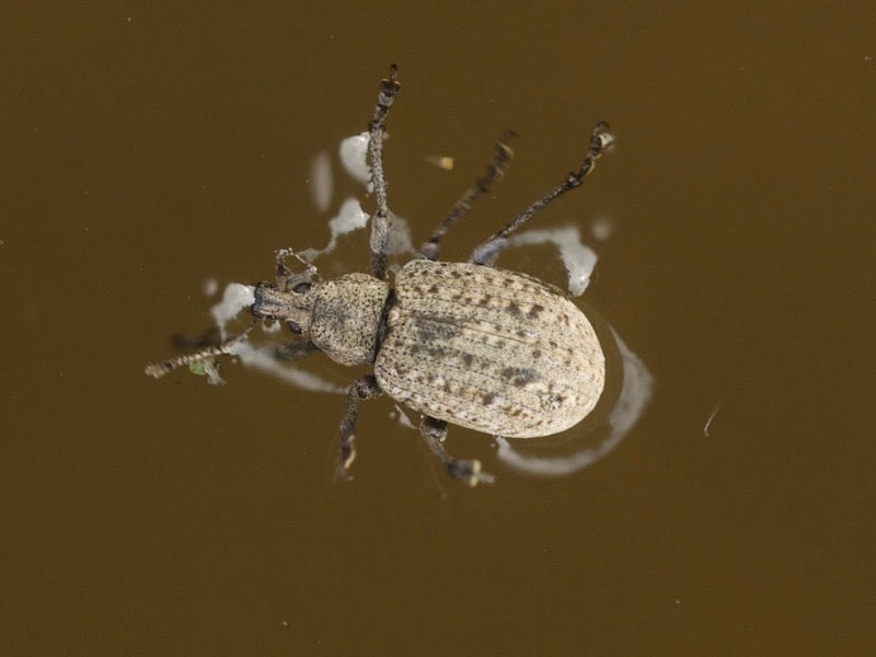 Top Tips: Beetlemania! Top beetle fly patterns and fishing tips