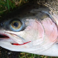 Top Tips: Bloodworm Fly Patterns