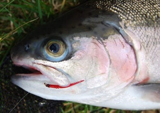 Top Tips: Bloodworm Fly Patterns