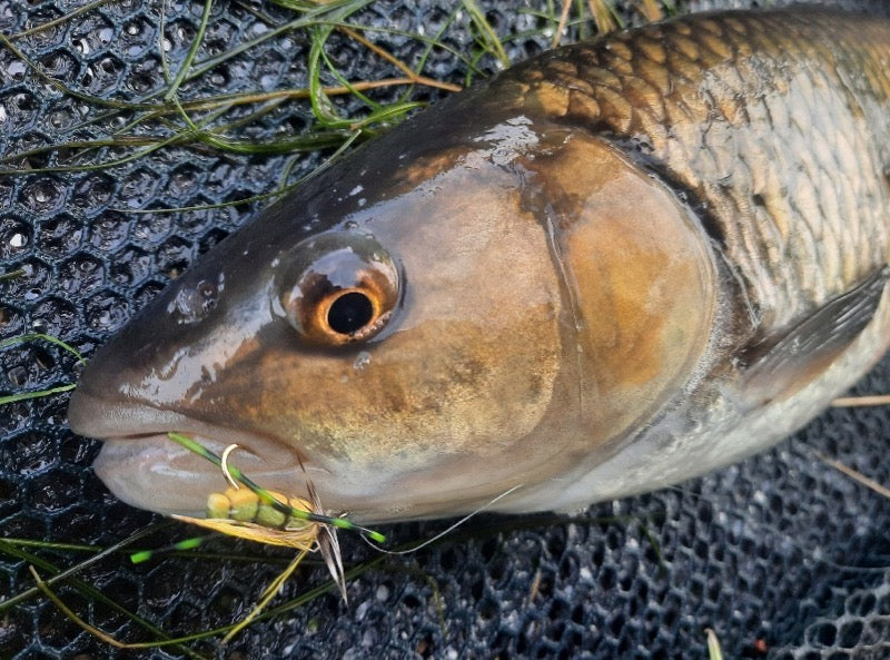 Top Tips - Going Large: 6 Brilliant Big Dry Flies & How to Fish Them