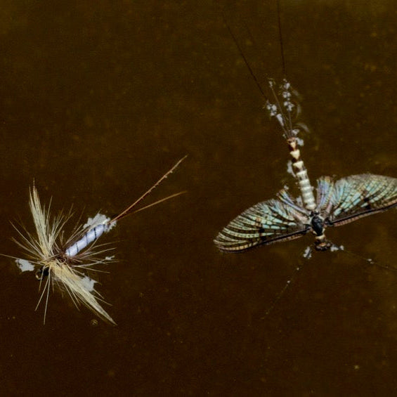 Top Tips - How to catch more fish on dry flies: 11 Top tips!