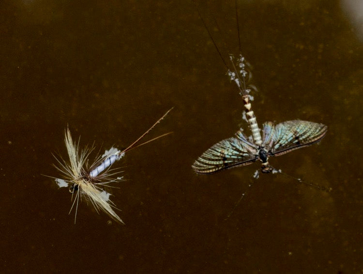 Top Tips - How to catch more fish on dry flies: 11 Top tips!