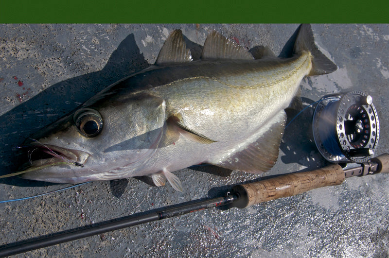 Top Tips -  6 Flies For UK Saltwater Fishing