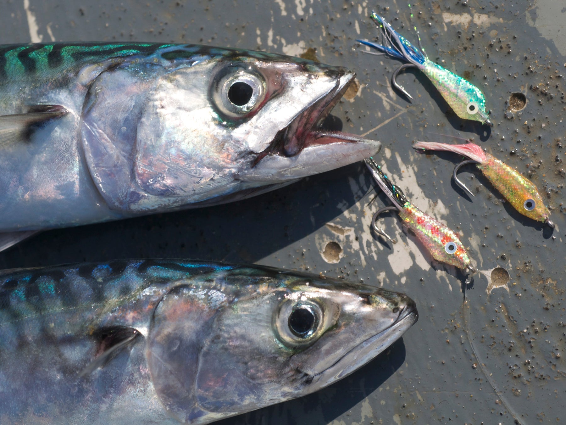 Top Tips - Bass and other Saltwater Fishing Tips