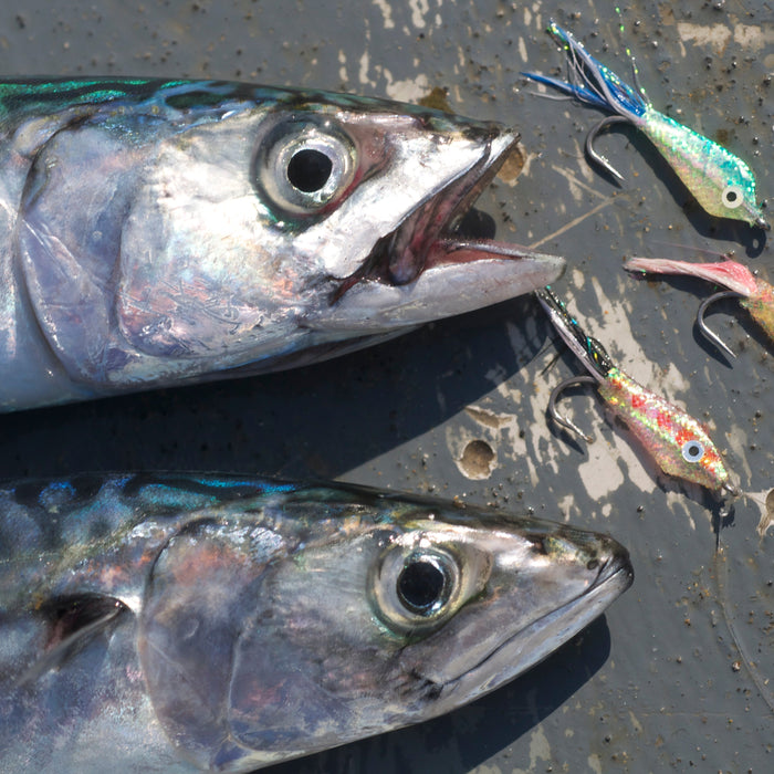 Top Tips - Bass and other Saltwater Fishing Tips