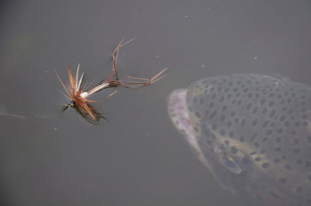 Top Tips - 10 Classic traditional trout flies still catching!