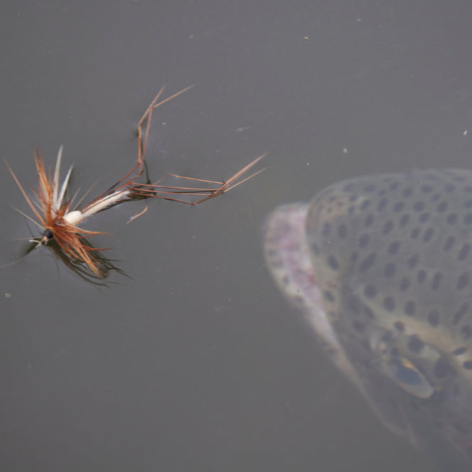 Top Tips - 10 Classic traditional trout flies still catching!