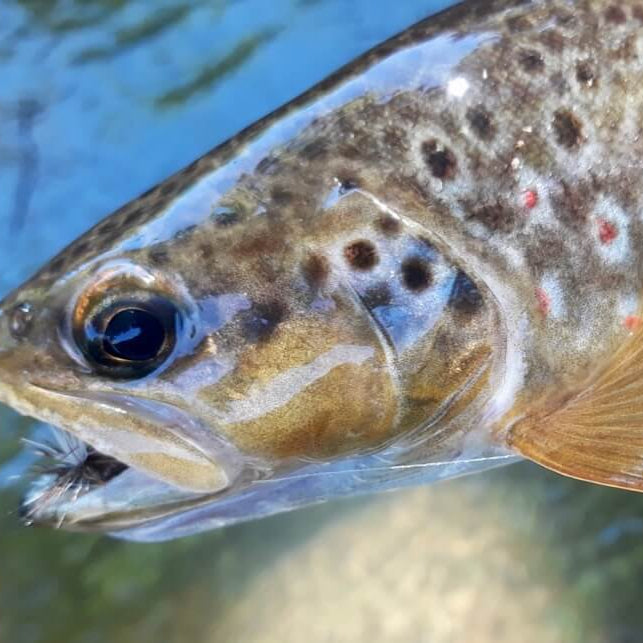 Top Tips - Best Autumn Flies