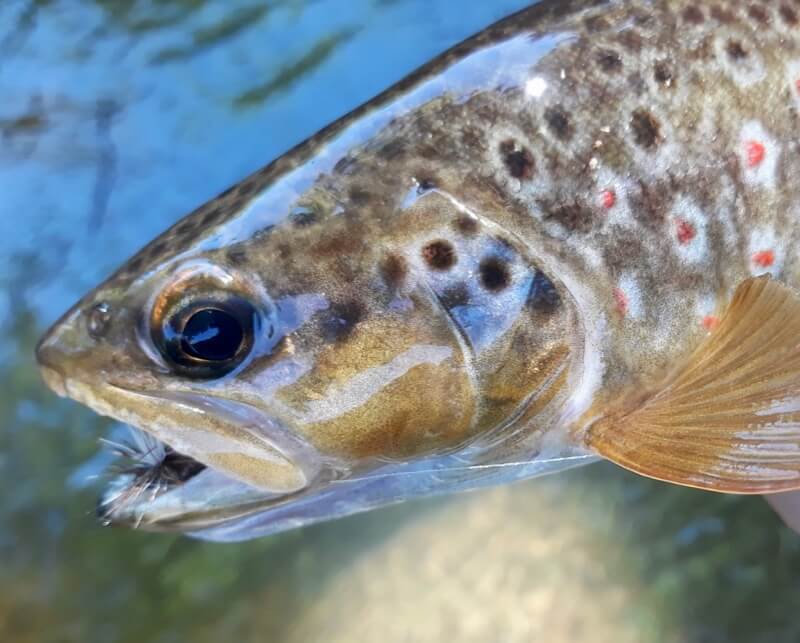 Top Tips - Best Autumn Flies