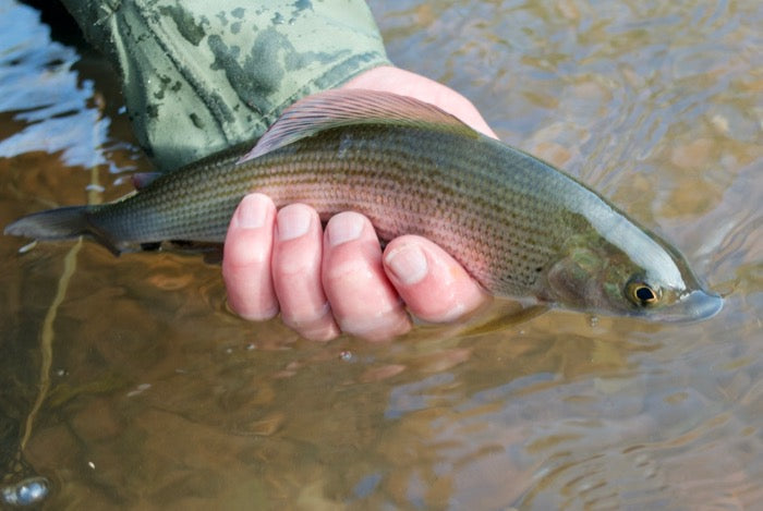 Top Tips: 10 Top Winter Grayling Fishing Tips