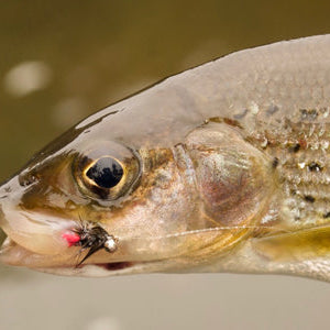 Top Tips - Euro Nymph Basics: The Fly Line Rig and Mono Rig