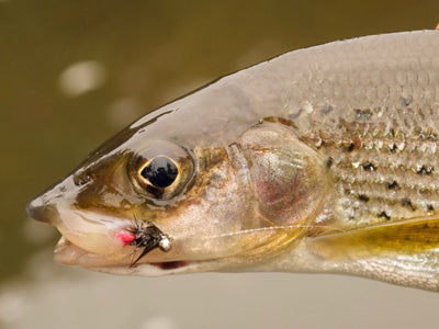Top Tips - Euro Nymph Basics: The Fly Line Rig and Mono Rig