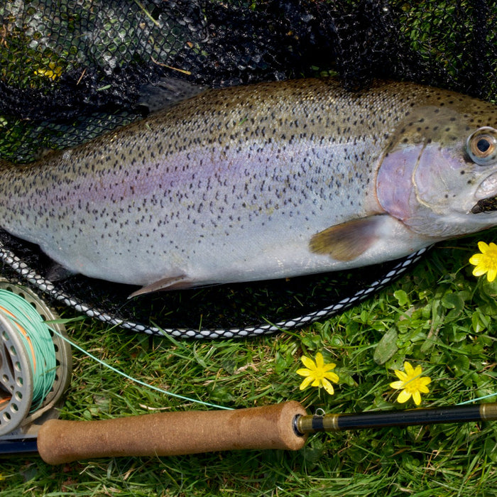 Top Tips: Hatch Match - French Partridge - Mayfly –Ephemera Danica (Green Drake)