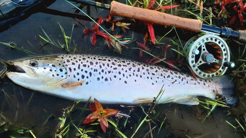 Top Tips: Fly Tying the deadly Silicone Daddy