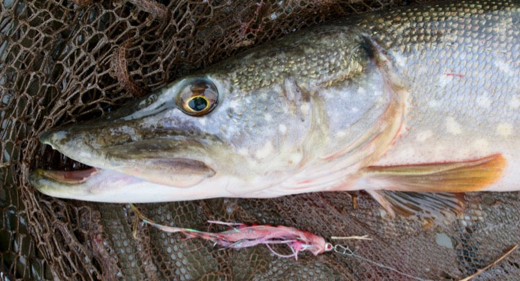 Top Tips: Best pike flies to try this season