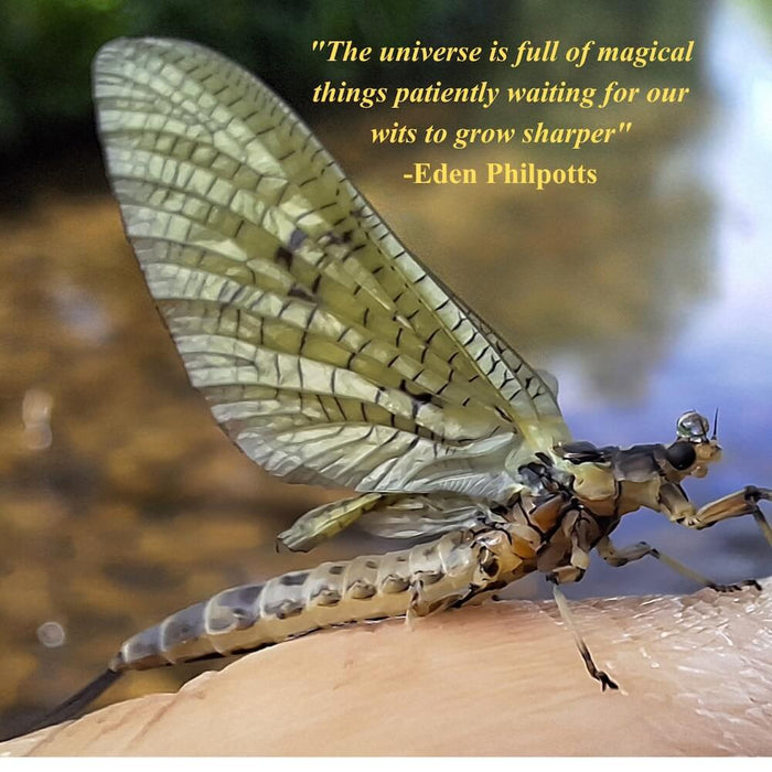 Top Tips: Fly Fishing Quotes: 10 of the best, wisest and funniest of all time