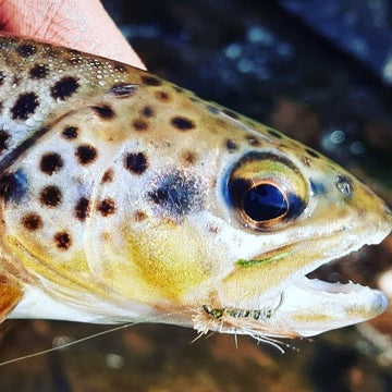 Top Tips - Super Sedges - Best Caddis / Sedge Patterns for the Trout Season