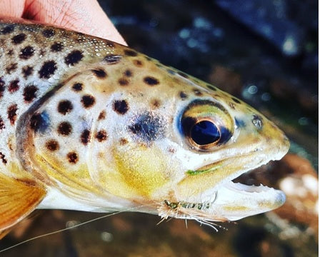 Top Tips - Super Sedges - Best Caddis / Sedge Patterns for the Trout Season