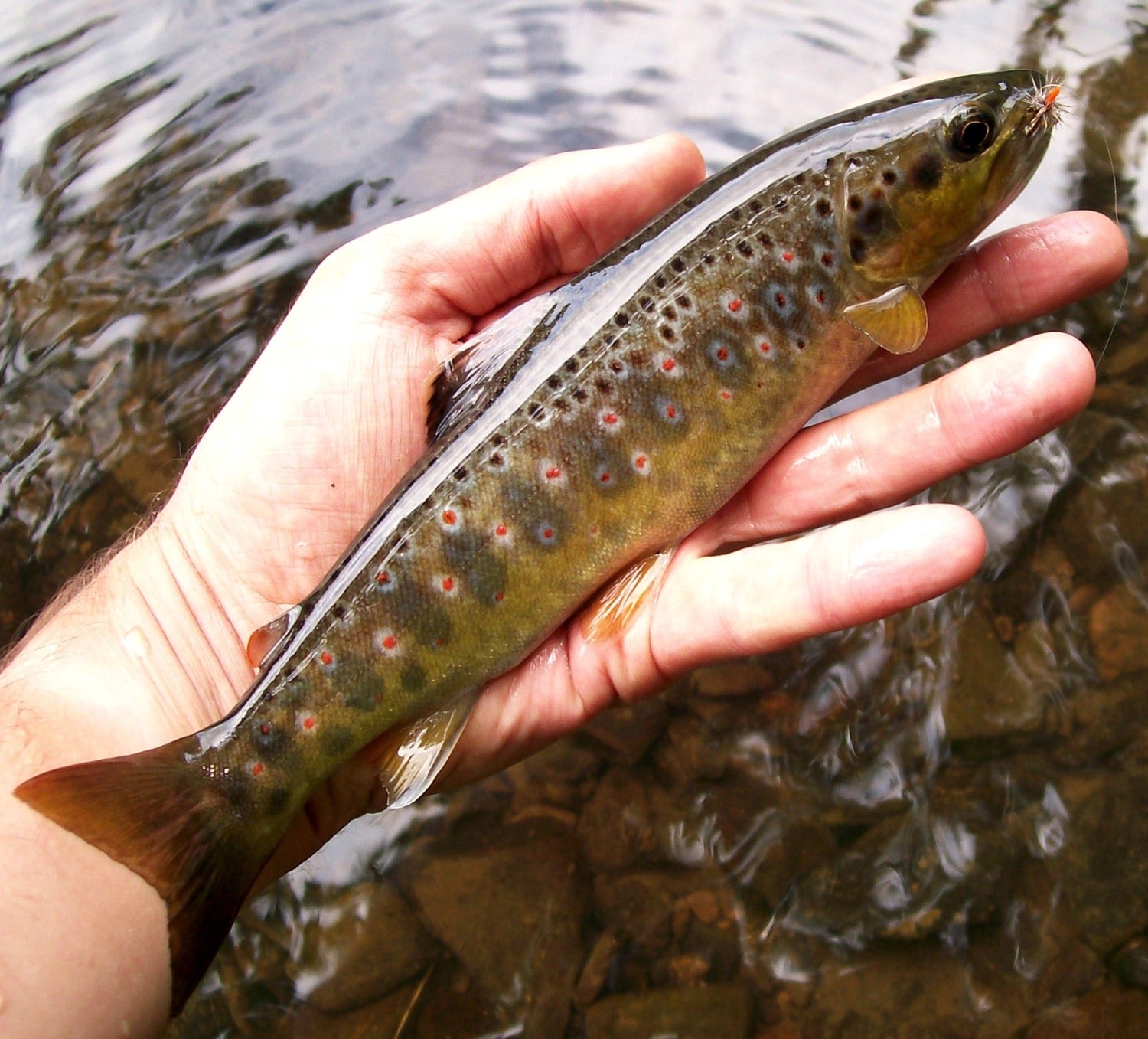 Top Tips - Fly tying made easy: The Quill Emerger