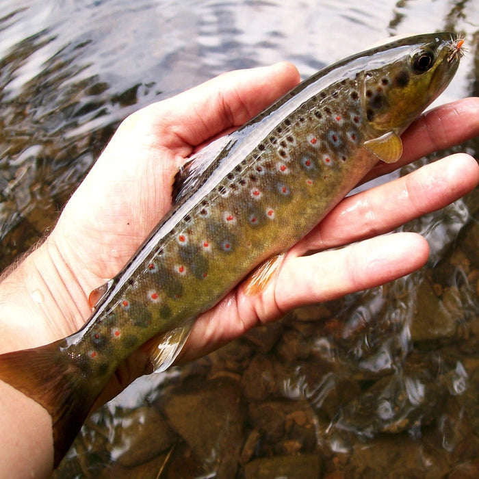 Top Tips - Fly tying made easy: The Quill Emerger