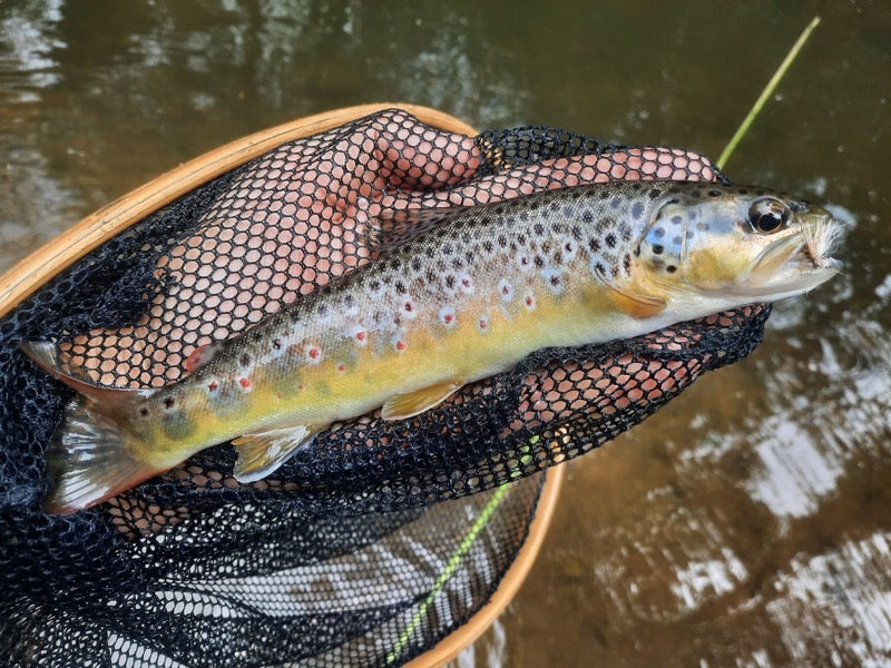 Top Tips - New Zealand Style Dry and Dropper Fly Fishing Tips