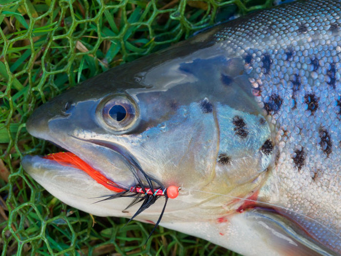 Top Tips - Fly fishing at Burrator Reservoir, Dartmoor