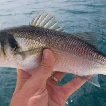 Top Tips - 5 Amazing value UK fly fishing destinations