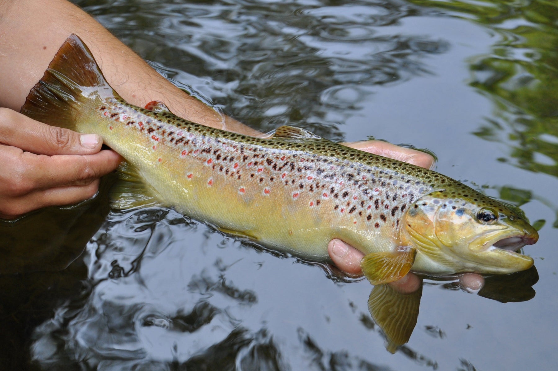 Top Tips - 5 Fly Patterns for the New Reservoir Trout Season