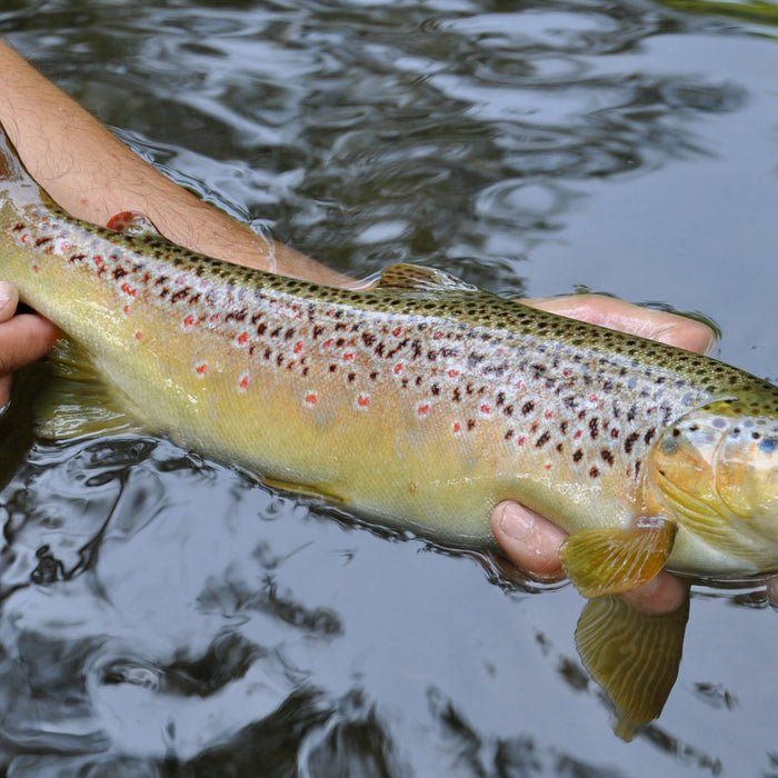 Top Tips - 5 Fly Patterns for the New Reservoir Trout Season