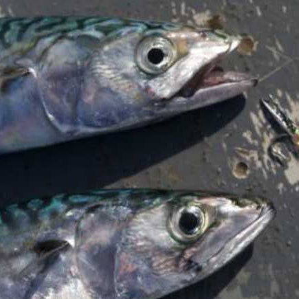 Top Tips: 5 alternative species to target on the fly this summer!