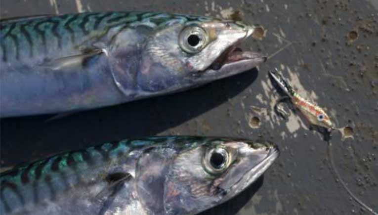 Top Tips: 5 alternative species to target on the fly this summer!