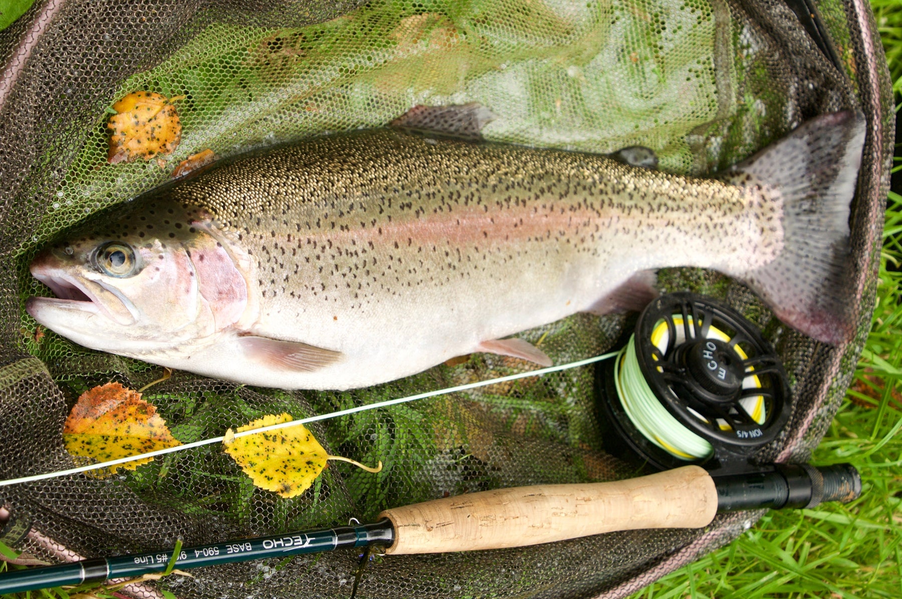 Top Tips -  Caddis fly patterns and fishing tips!