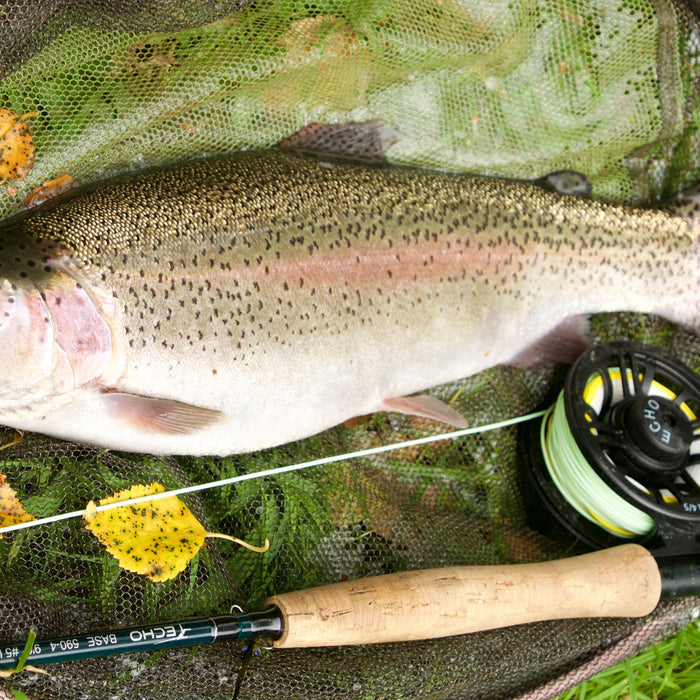 Top Tips -  Caddis fly patterns and fishing tips!