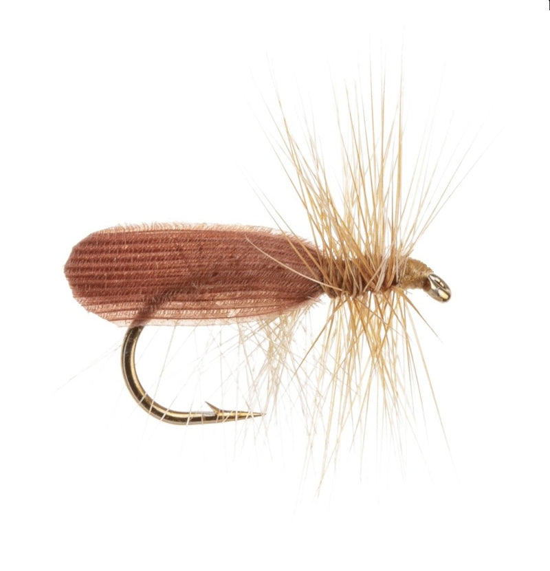 CADDIS/SEDGE FLY CINNAMON ROOFWING SEDGE