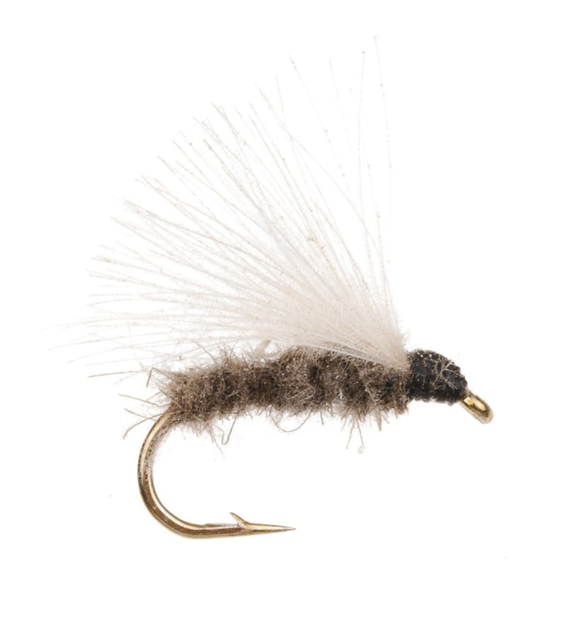 CUL DE CANARD FLY SEDGE-WHITE