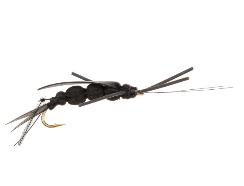 COARSE FLY CRICKET