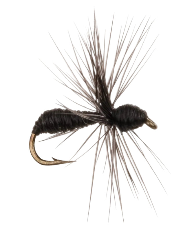 COARSE FLY ANT BLACK