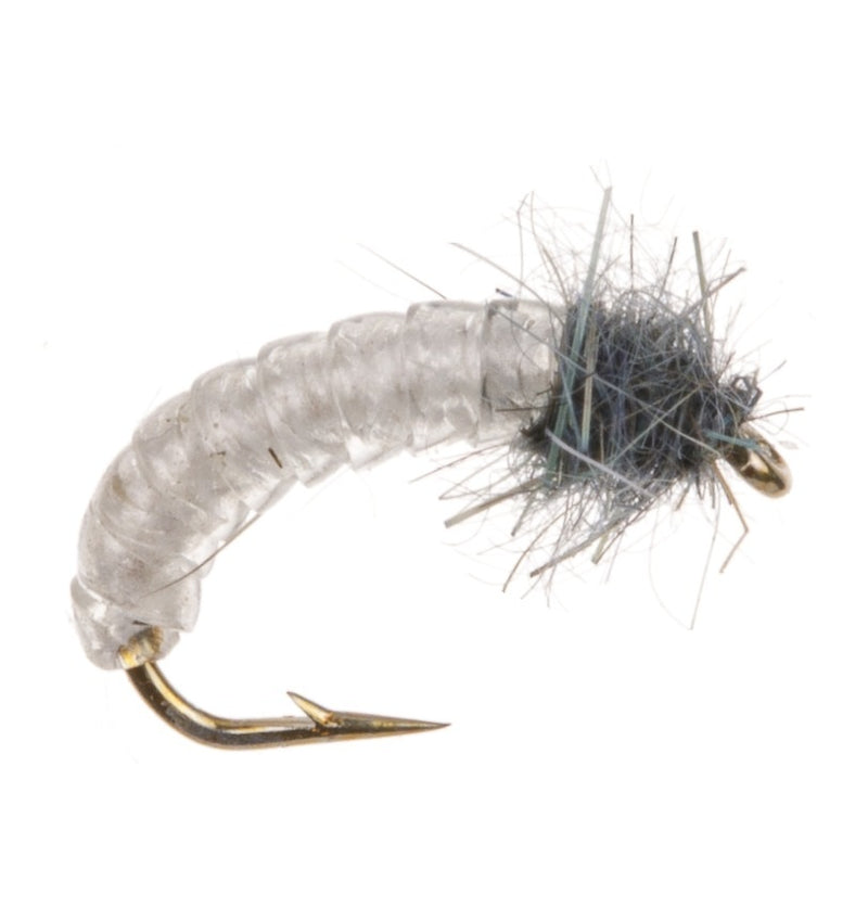 COARSE FLY ROACH GRUB