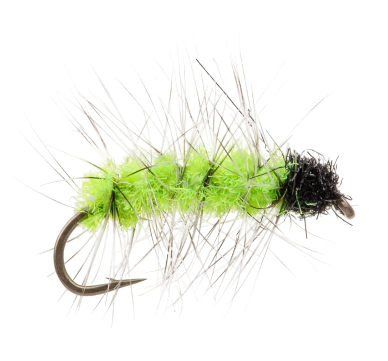 TERRESTRIAL FLY CATERPILLAR GREEN