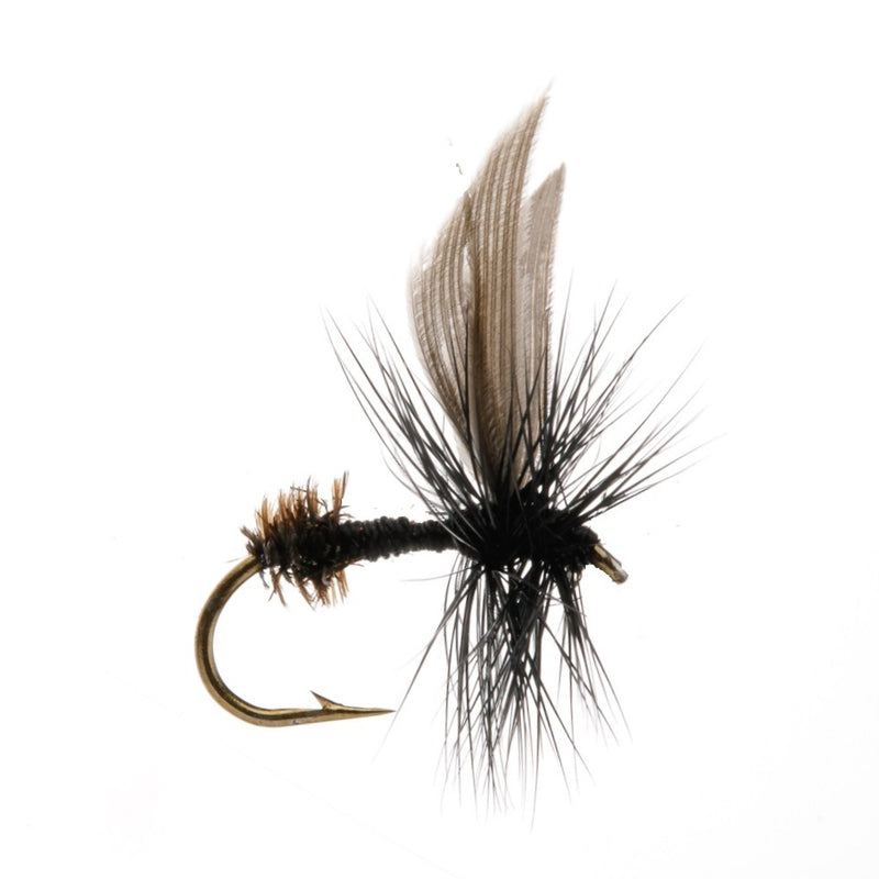 DRY WINGED FLY BLACK ANT