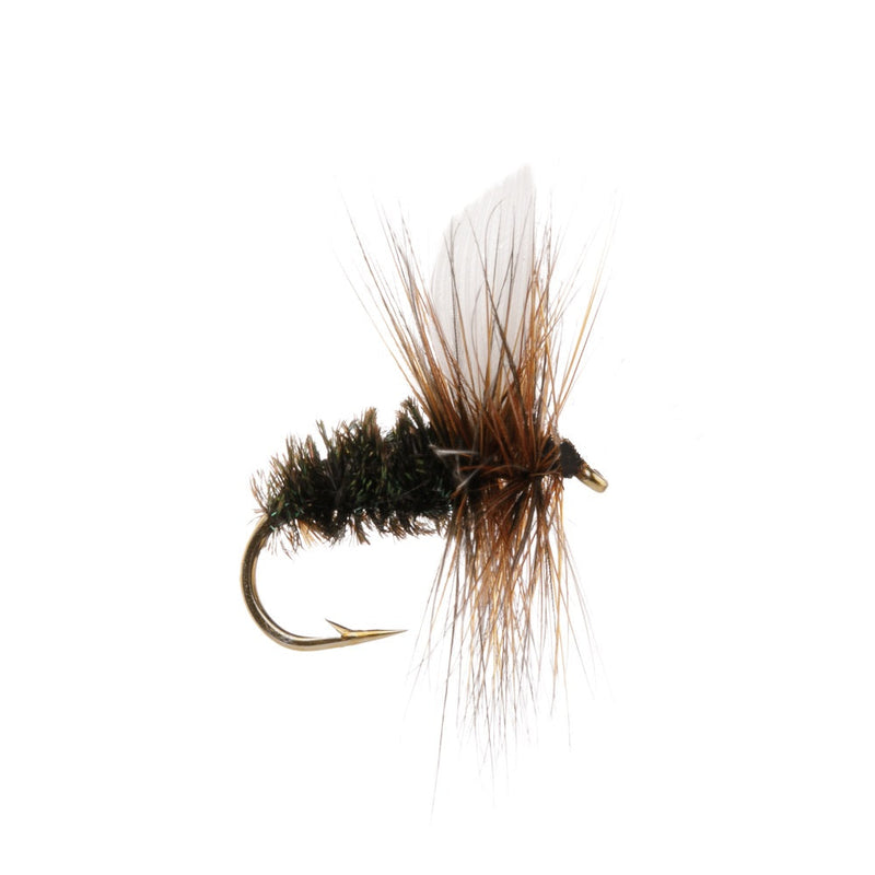 DRY WINGED FLY COACHMAN