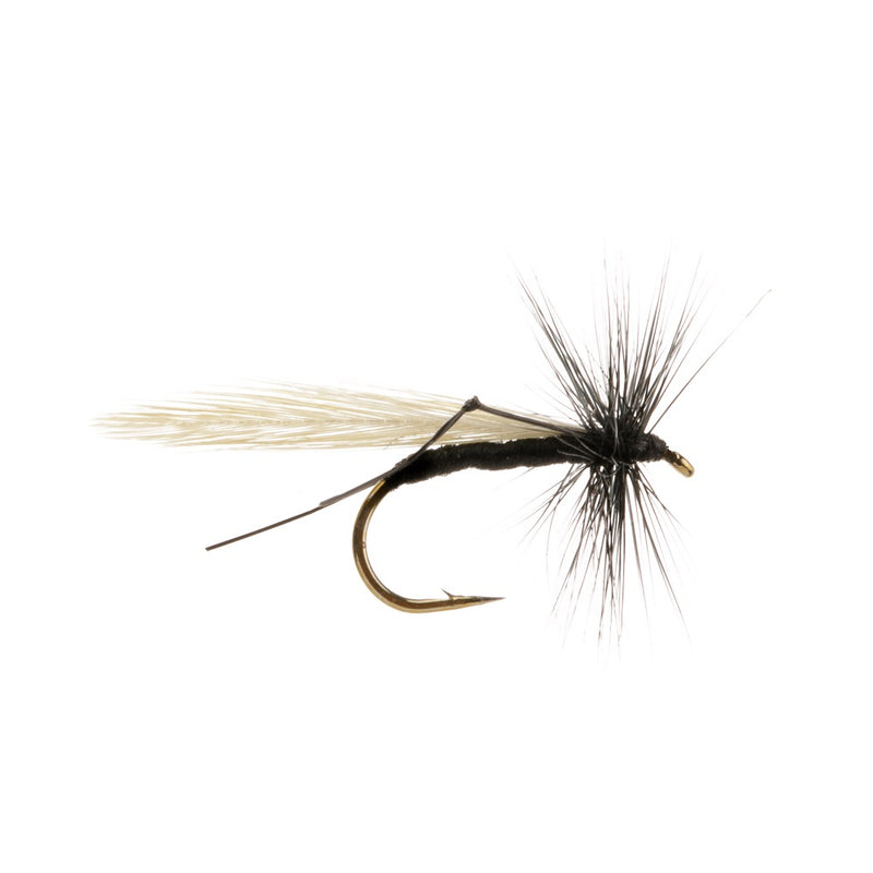 DRY WINGED FLY HAWTHORNE