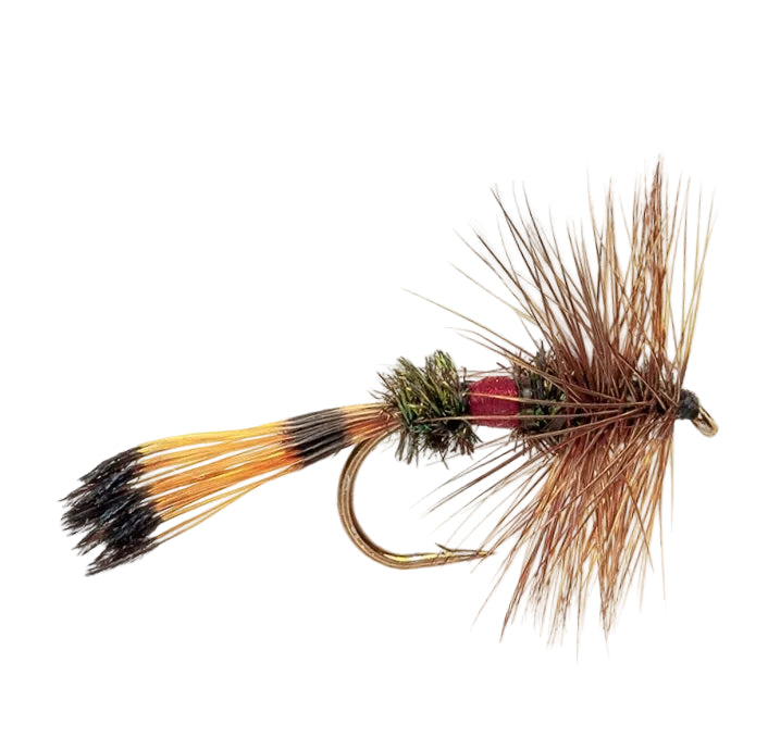 DRY WINGED FLY ROYAL COACHMAN