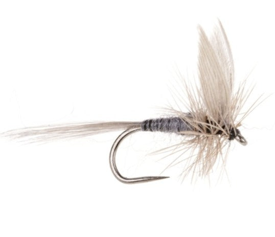 DRY WINGED BARBLESS FLY BLUE DUN