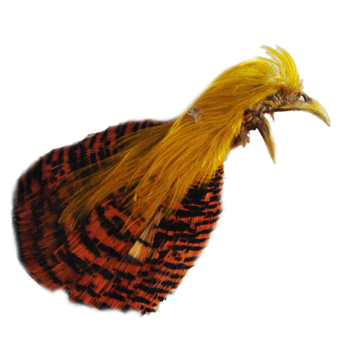 GOLDEN PHEASANT HEAD FLY TYING FEATHERS