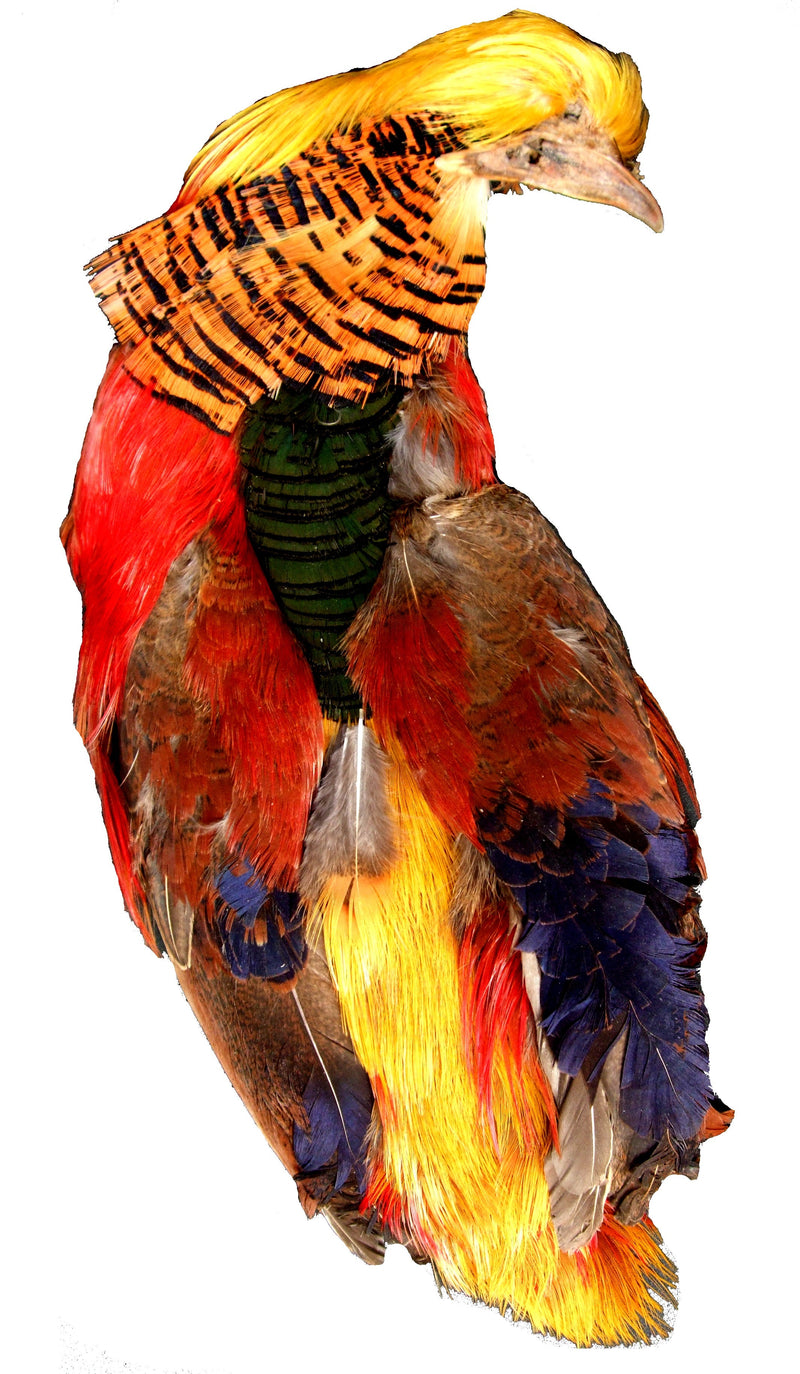GOLDEN PHEASANT BODY FLY TYING FEATHERS