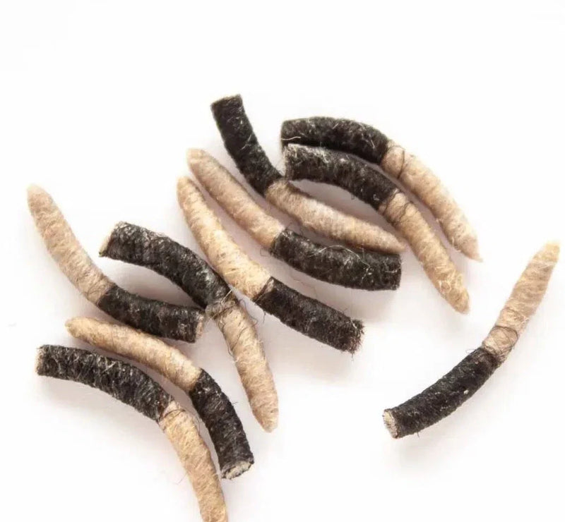 TUBE BODY CADDIS PUPA