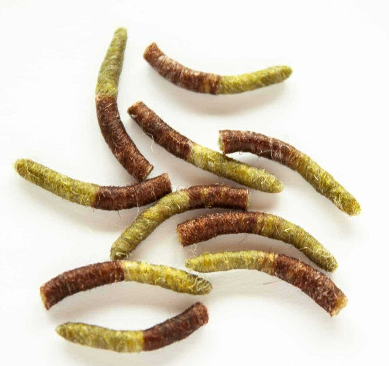 TUBE BODY CADDIS PUPA