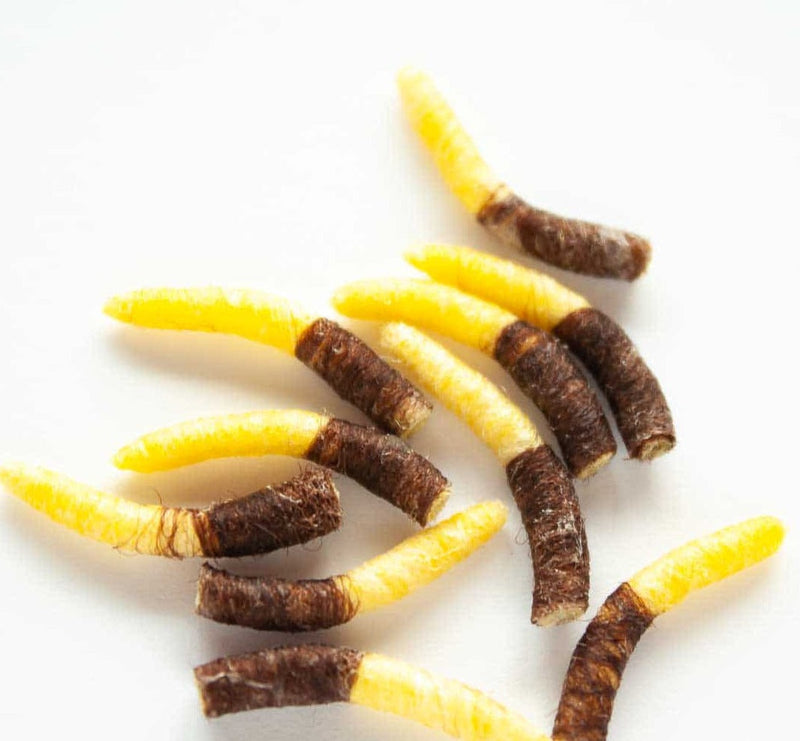 TUBE BODY CADDIS PUPA